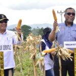 Timbalan Ketua Pengarah MARDI Malaysia Panen dan Impor Jagung Gorontalo