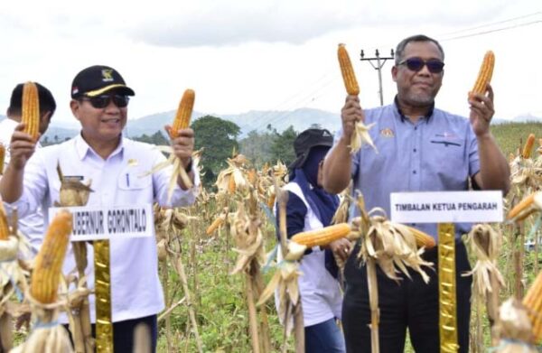 Timbalan Ketua Pengarah MARDI Malaysia Panen dan Impor Jagung Gorontalo