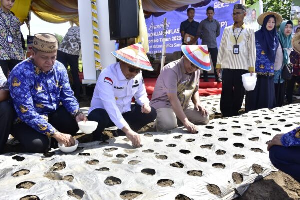 Penjagub Gorontalo Panen-Tanam “Barito” di Desa Buhu
