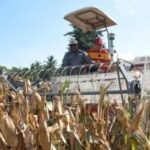 Penjagub Ismail Panen Jagung di Mootilango