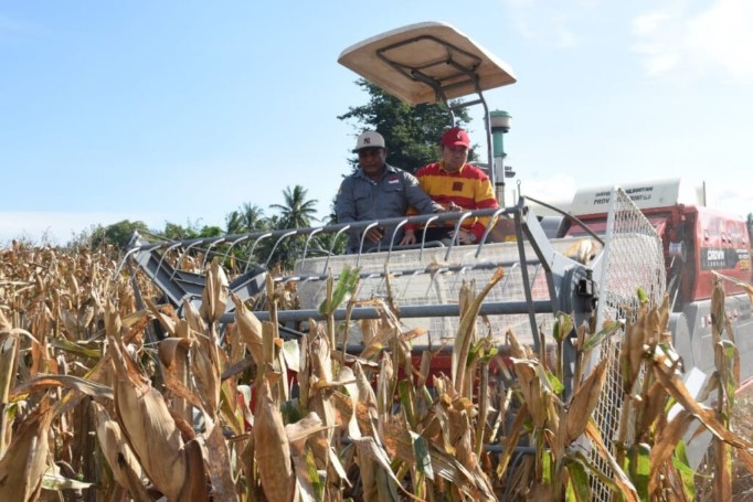 Penjagub Ismail Panen Jagung di Mootilango