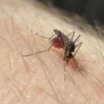 Teknologi Nyamuk Wolbachia Suatu Kajian Singkat untuk Mengendalikan DBD dan Malaria di Provinsi Gorontalo