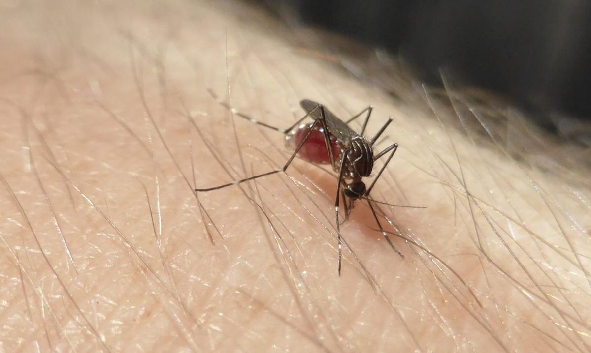 Teknologi Nyamuk Wolbachia Suatu Kajian Singkat untuk Mengendalikan DBD dan Malaria di Provinsi Gorontalo