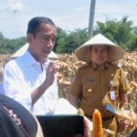 Presiden Jokowi Dorong Produksi dan Harga Jagung Meningkat