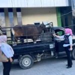 RS Otanaha Siap Qurban Delapan Ekor Sapi