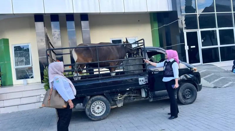 RS Otanaha Siap Qurban Delapan Ekor Sapi