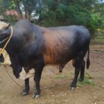 Sapi Bantuan Presiden di Gorontalo Berbobot 991 Kg
