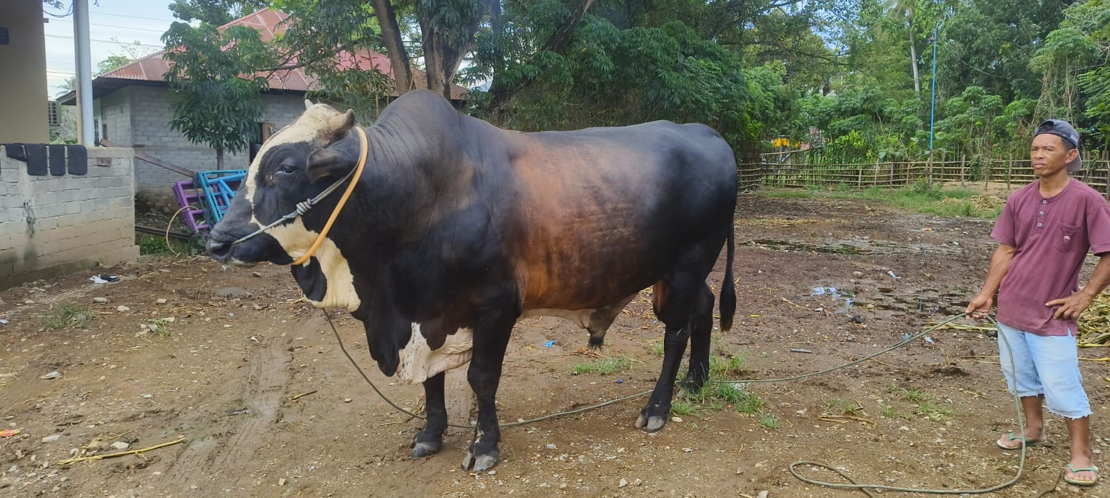 Sapi Bantuan Presiden di Gorontalo Berbobot 991 Kg