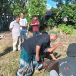 BPSDM Provinsi Gorontalo Berkurban 3 Ekor Sapi, Dibagikan ke Warga Sekitar