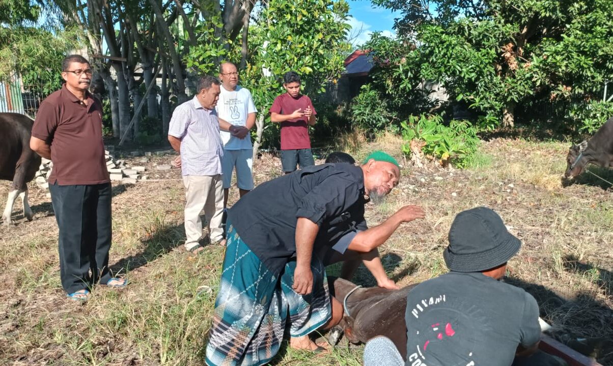 BPSDM Provinsi Gorontalo Berkurban 3 Ekor Sapi, Dibagikan ke Warga Sekitar