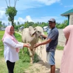 Tak Usah Cemas, Kota Gorontalo Aman dari Anthraks