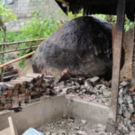 Rumah Warga Tertimpa Batu Berukuran Besar Akibat Longsor di Tenda Segera Ditangani